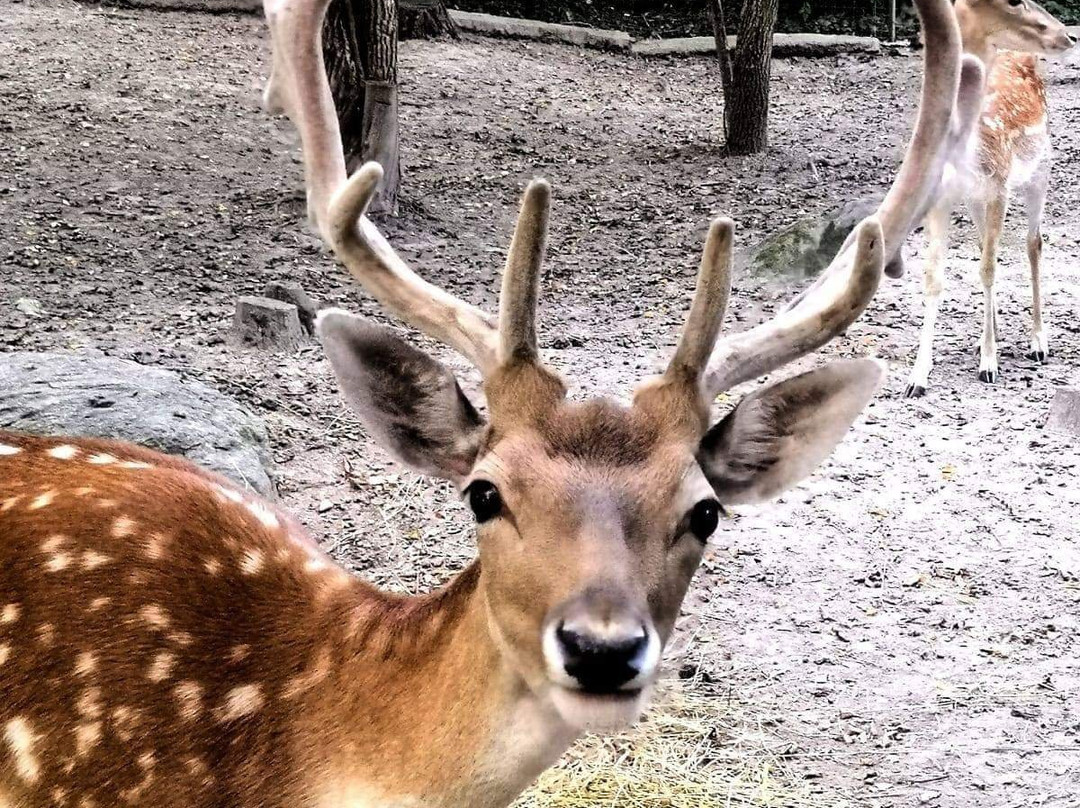 Bim Bum Baaam Fantaparco Fattoria Didattica-Bussoleno必去景点