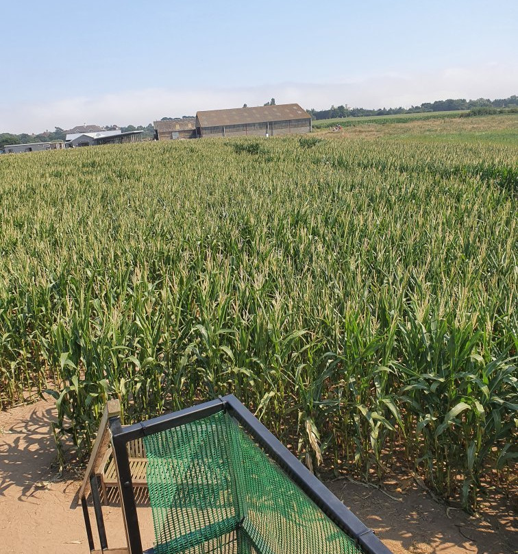 Southwold Maize Maze景点图片