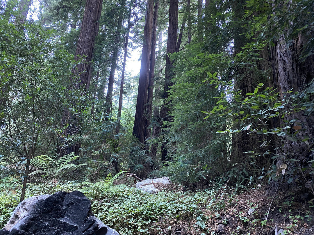 大苏尔格兰橡树酒店主图