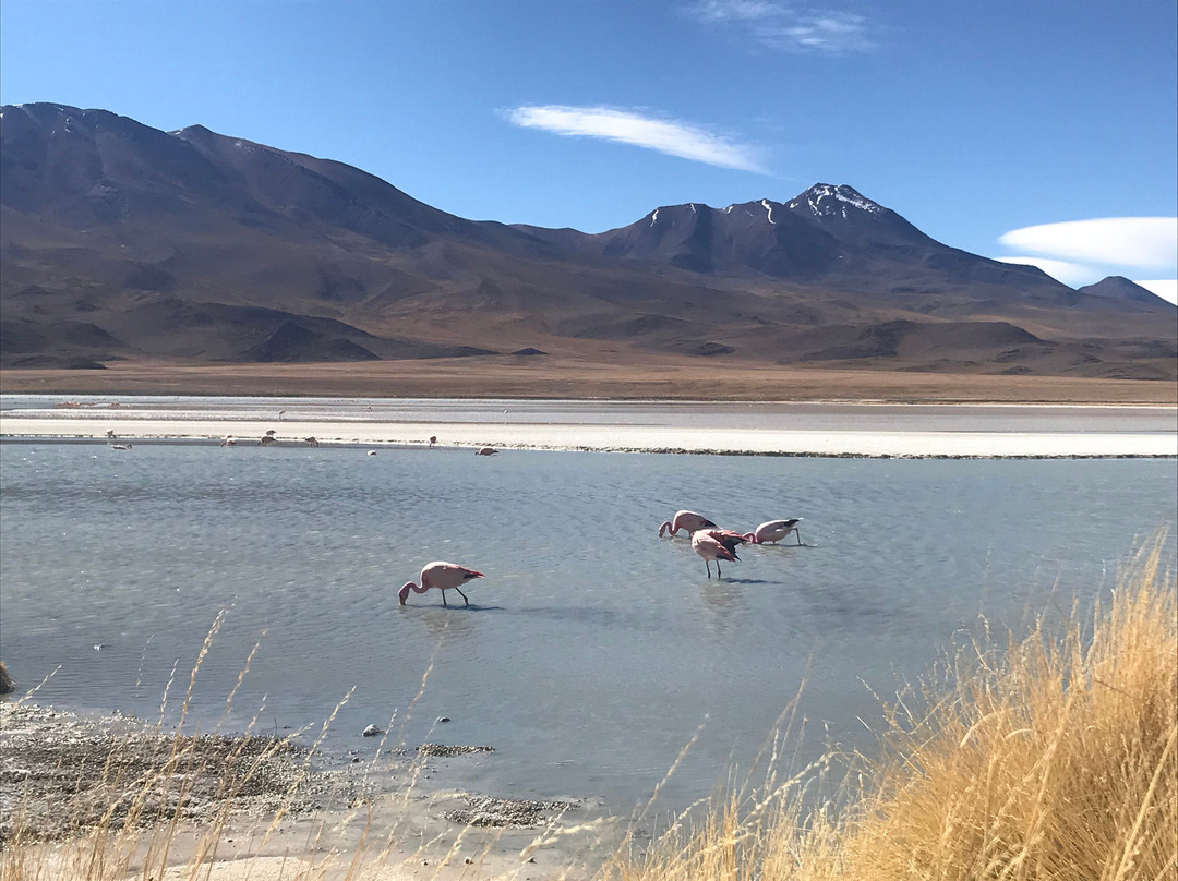 Uyuni Expeditions-乌尤尼必去景点