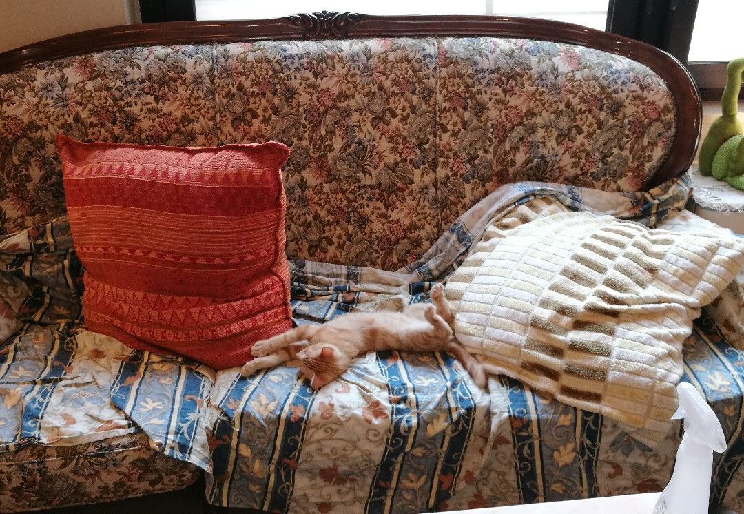 Di cane in gatto-Martignacco必去景点