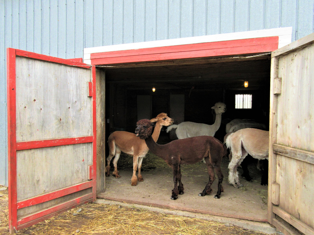 Ferme Fibres et Compagnie-Saint-Alexandre-de-Kamouraska必去景点
