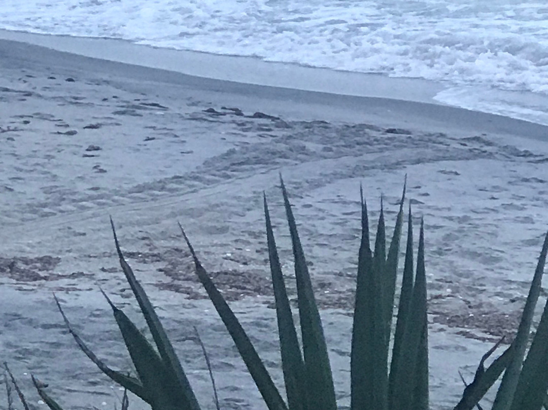 Manasota Beach Club主图