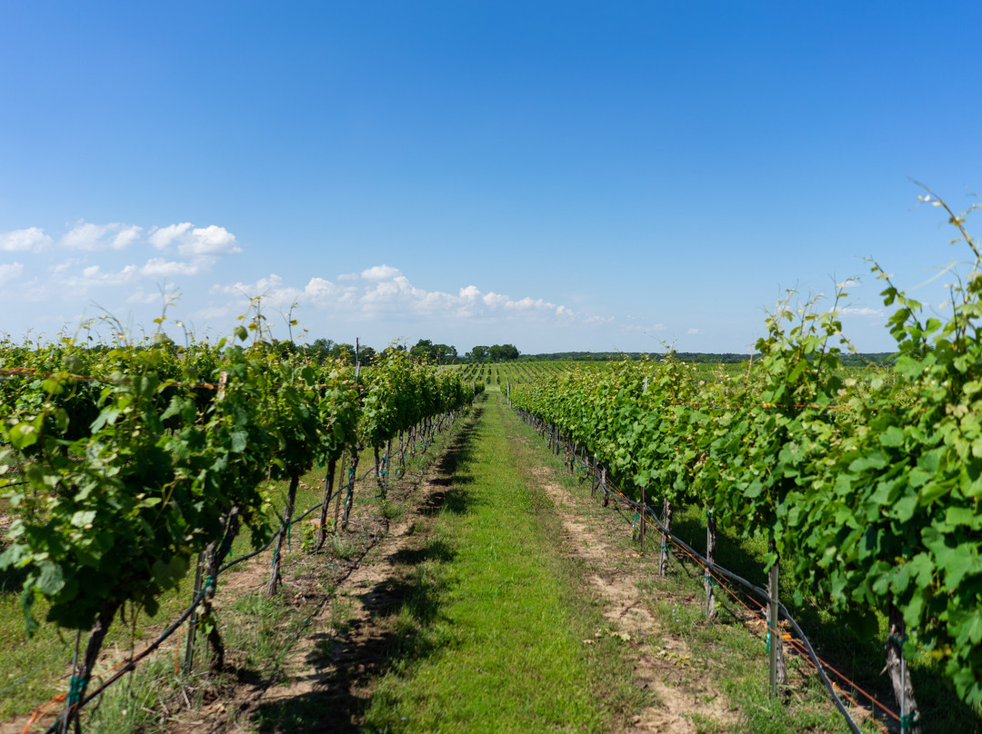 Hidden Hangar Vineyard & Winery-丹尼森必去景点
