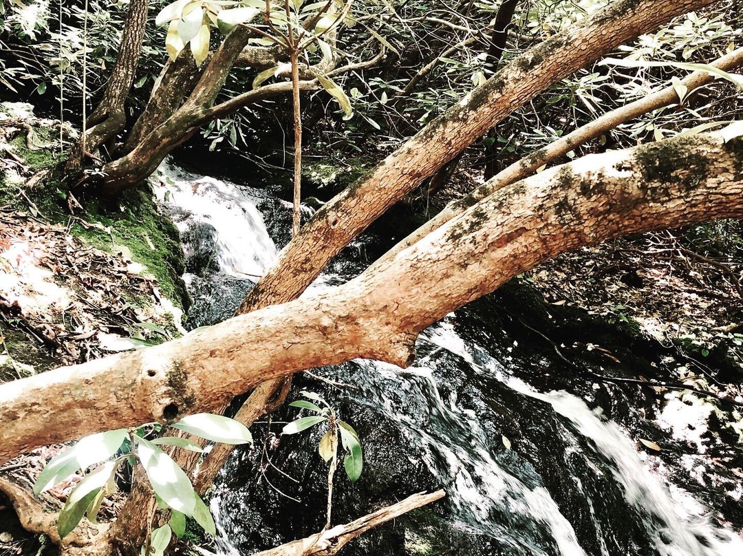 Chunky Gal Stables-Hayesville必去景点