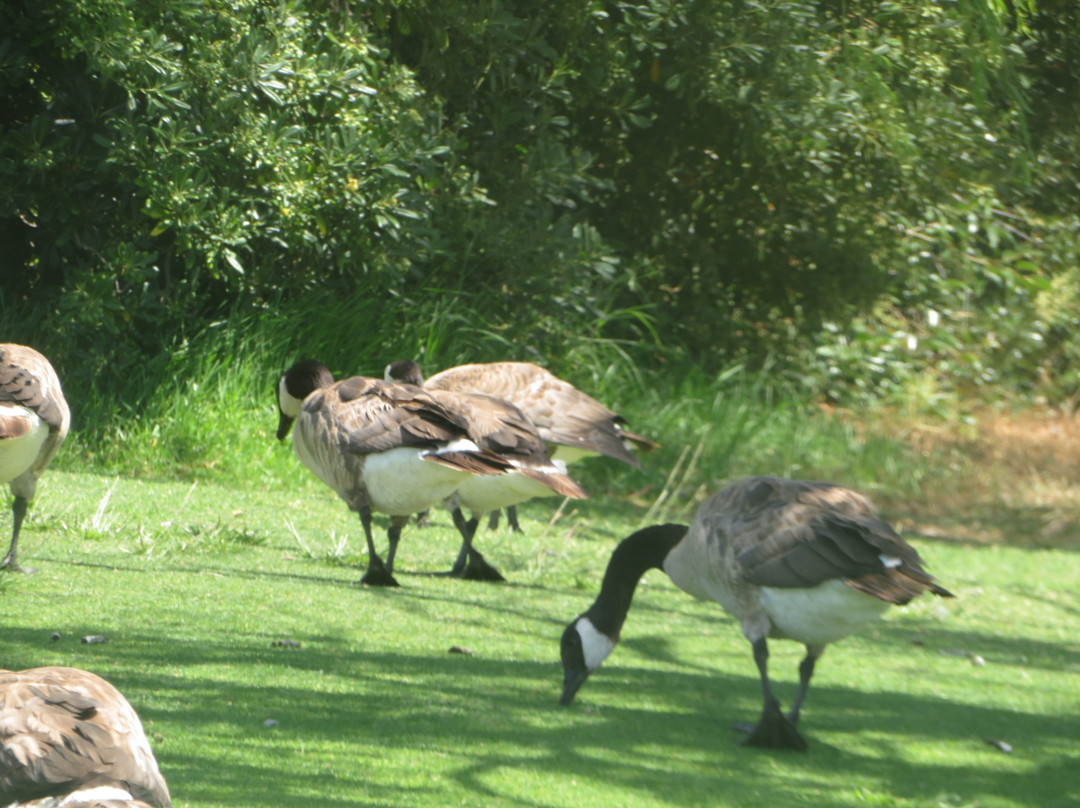 Bay Trail-山景城必去景点