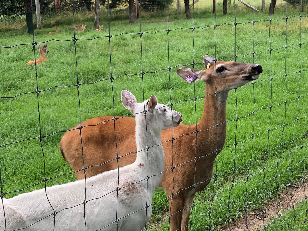 Michigan Whitetail Hall of Fame Museum景点图片
