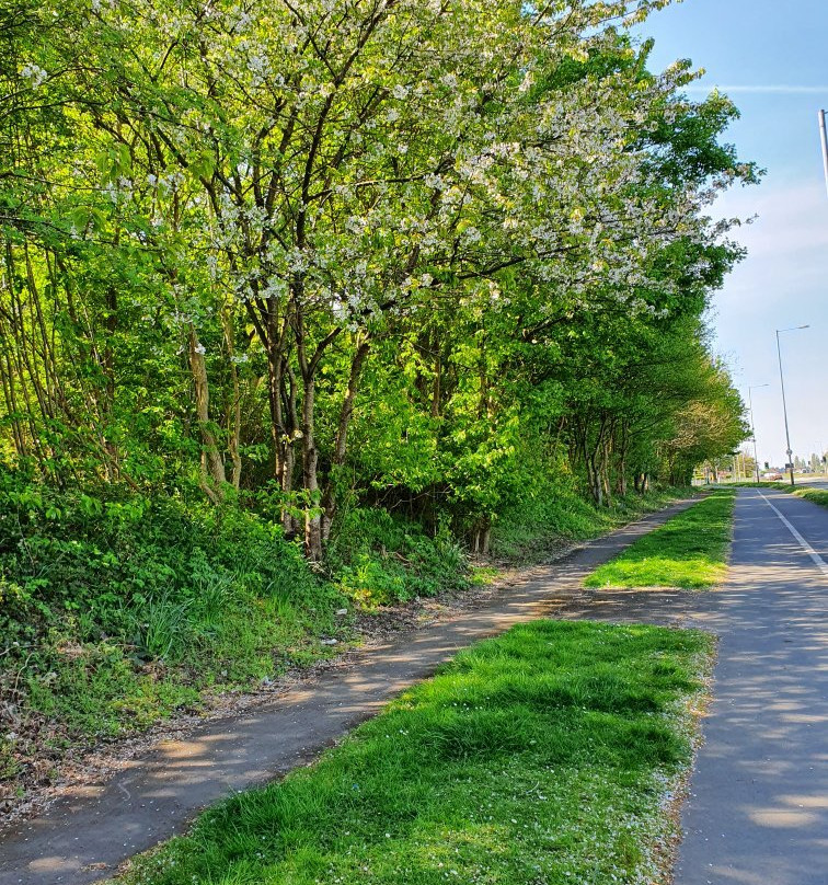 Lime Tree Woods-诺斯利必去景点
