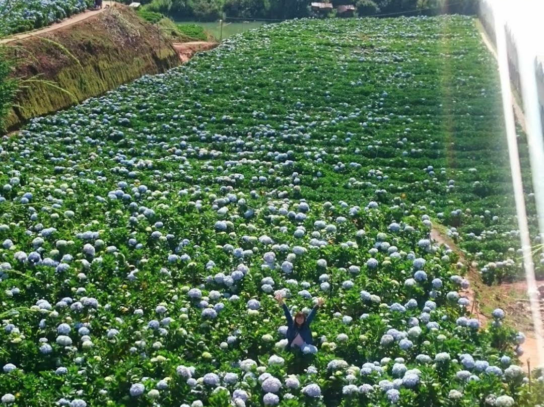 Garden Hydrangeas-大勒必去景点