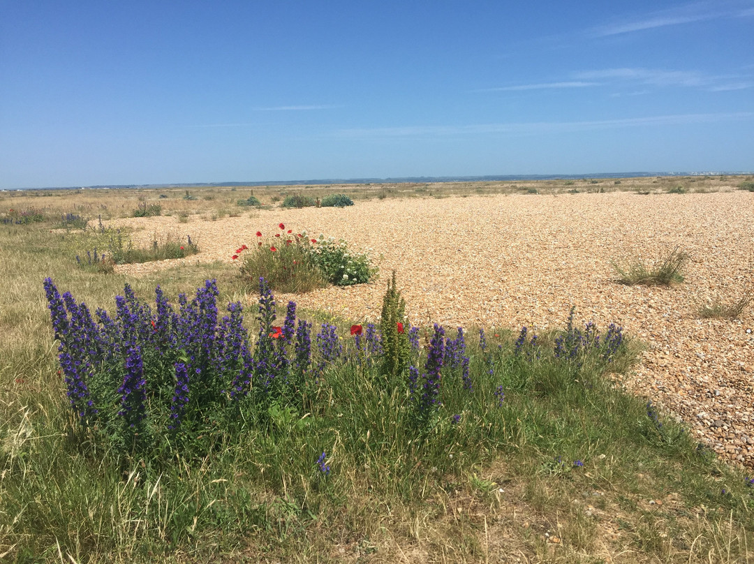 Dungeness National Nature Reserve景点图片