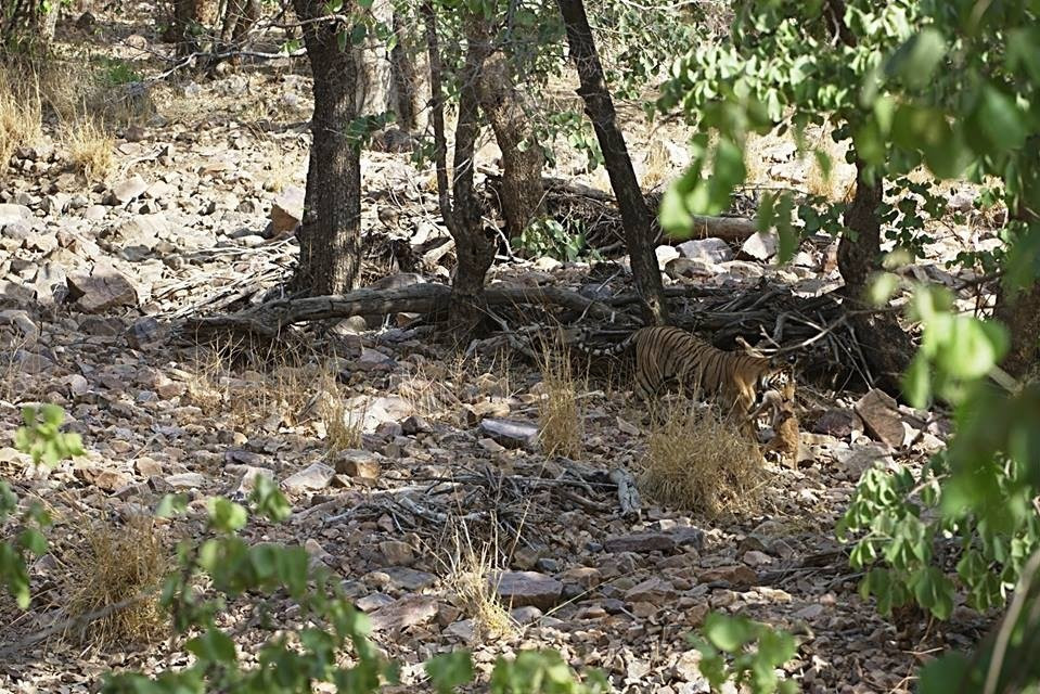 Visit2ranthambhore-瑟瓦伊马托布尔必去景点