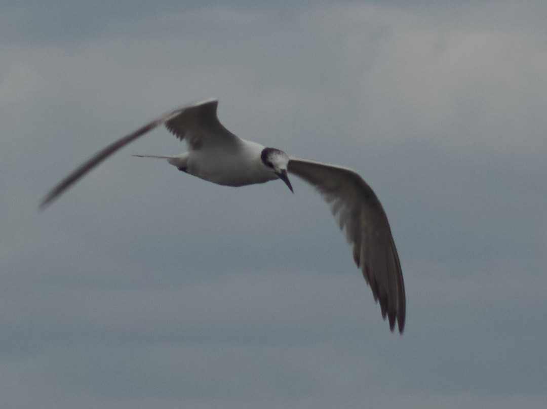 Bokeelia Fishing Pier-Bokeelia必去景点