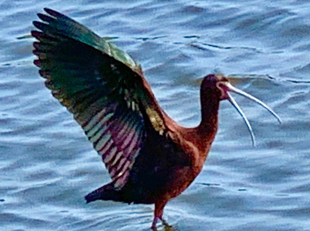 Cattail Marsh-博蒙特必去景点