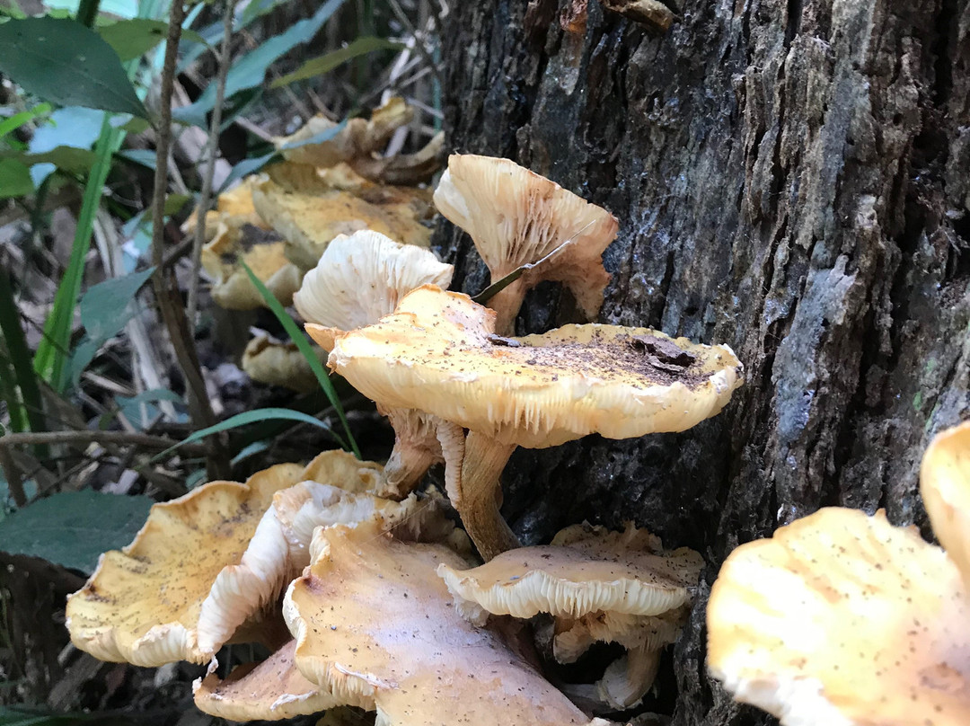 Gembrook Park-Gembrook必去景点