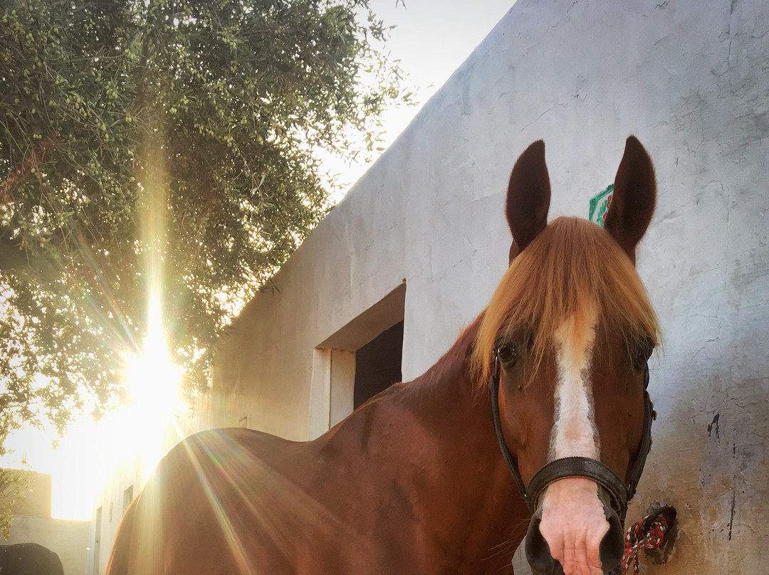 Djerba Zitouna Stables-杰尔巴岛必去景点