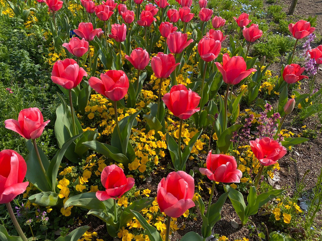 138 Tower Park-一宫市必去景点