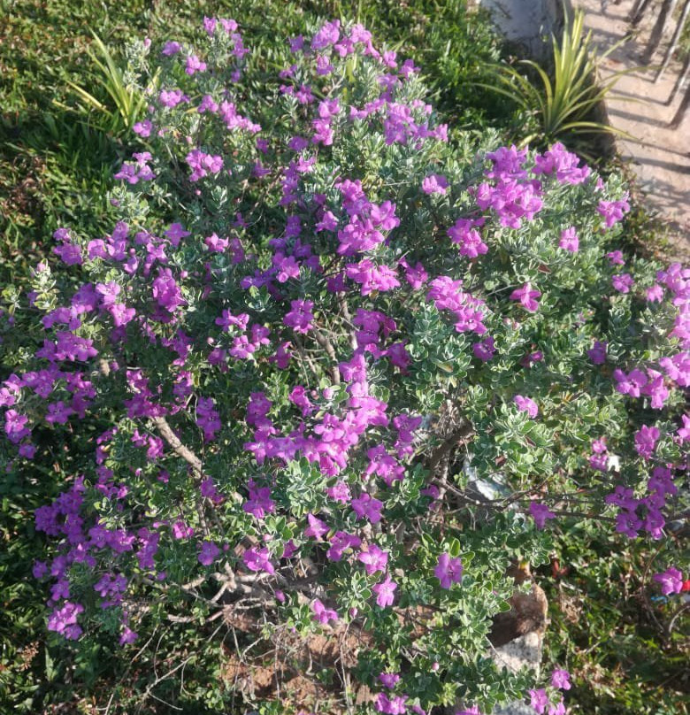 Kalametiya Dreams Hotel主图