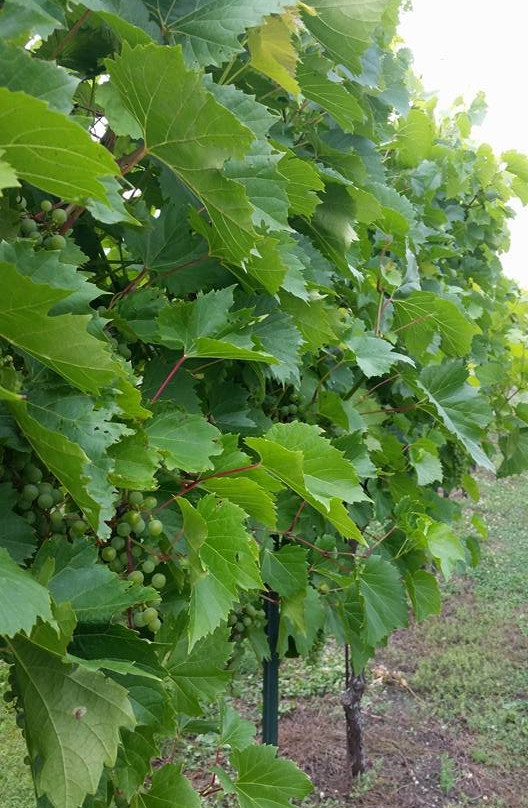 Staller Estate Winery-Delavan必去景点