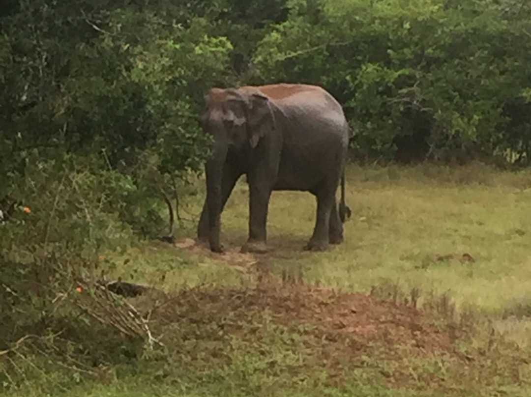 Yala Safari-Yala必去景点