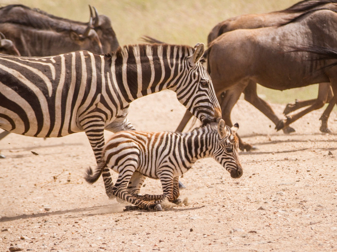 Beauty Safari Experience-姆万扎必去景点