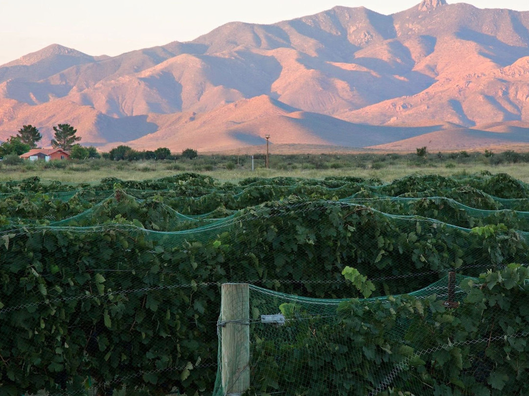 Pillsbury Wine Company North-Cottonwood必去景点