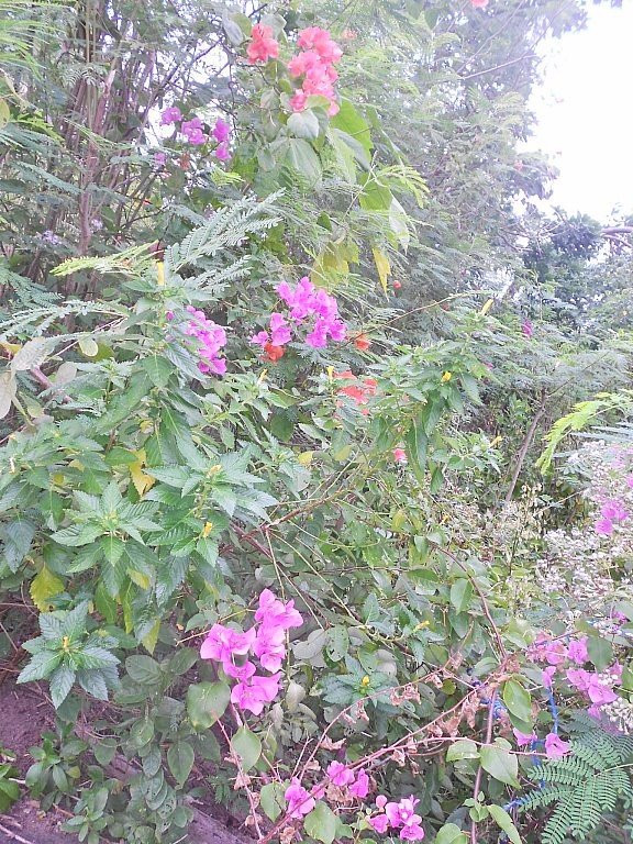 Apo Island View Deck景点图片