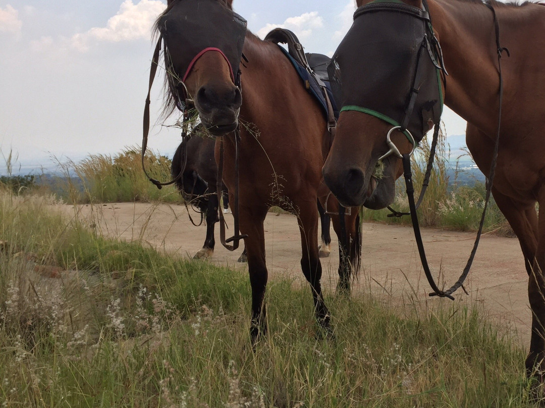 Harties Horse Trail Safaris-哈特比斯普特必去景点