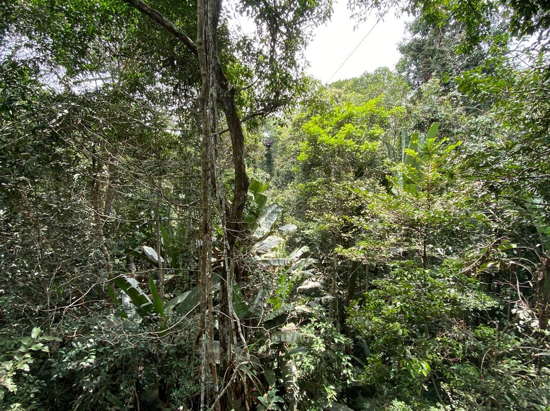 Reserva Natural Tanimboca景点图片
