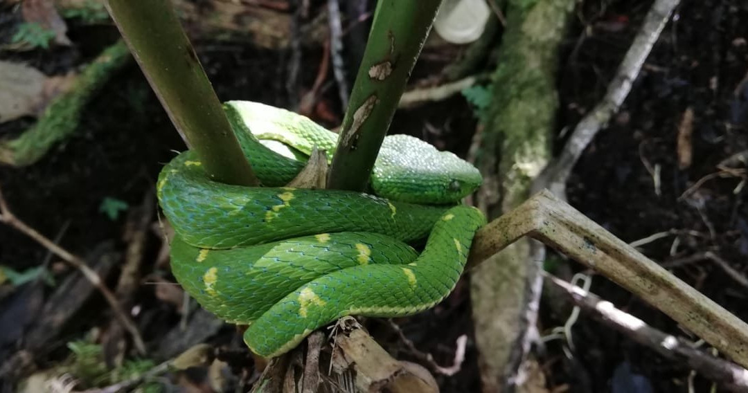 Roy´s the Monteverde local nature guide´s-圣埃伦娜必去景点