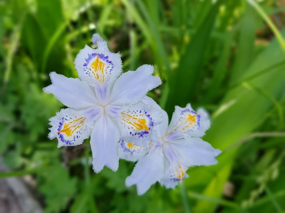 Sanbangsan Biwon Gwangwan Sikmulwon-巨济市必去景点