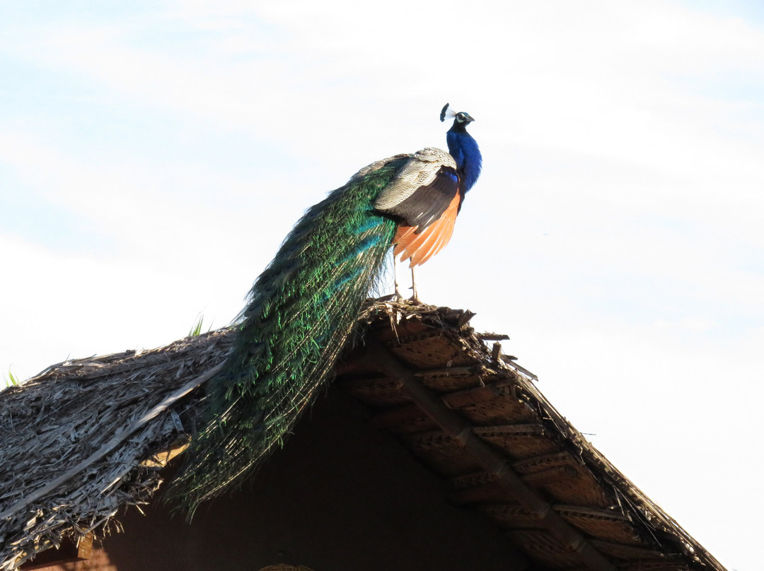 可爱蜜蜂酒店主图