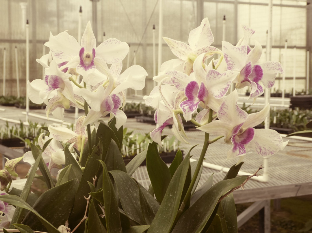 阿卡祖卡兰花园-火山必去景点