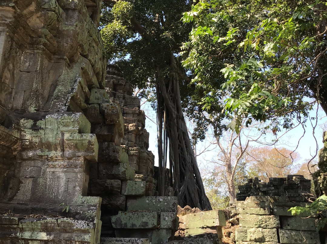 Ta Prohm Temple景点图片