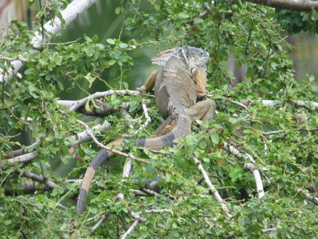 Hotel Casa Iguana主图