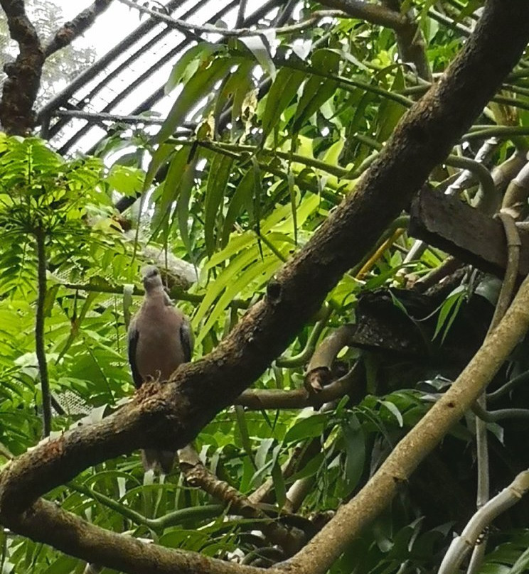 National Zoological Gardens of Sri Lanka景点图片