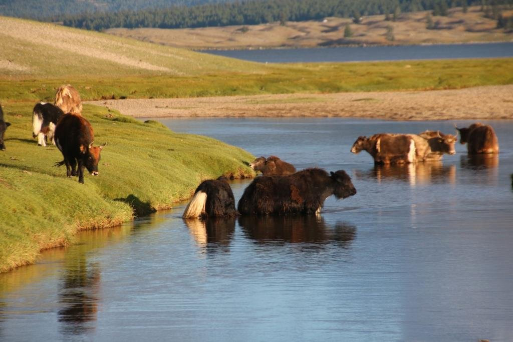 Altai Tavan Bogd National Park-Olgiy必去景点