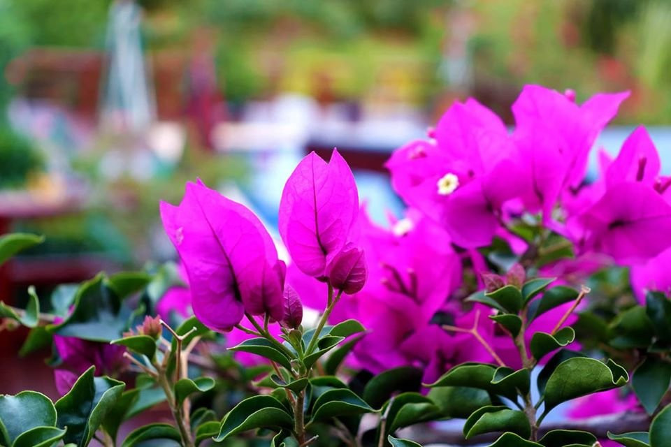 Moksha Retreat主图