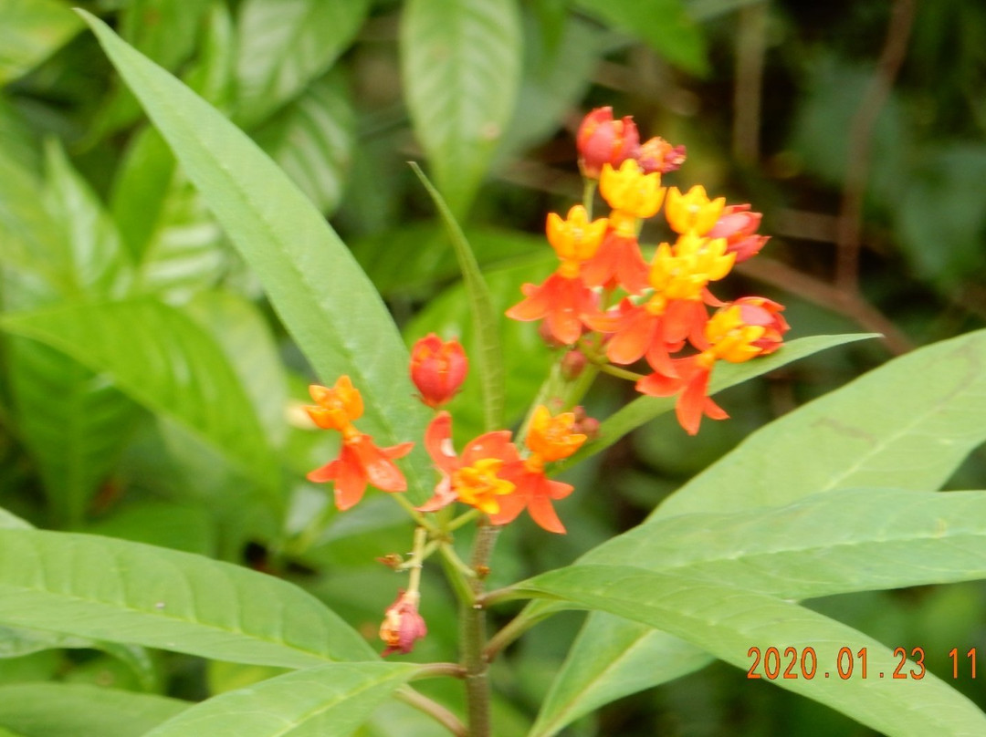 Robert J Huckshorn Arboretum-朱庇特必去景点