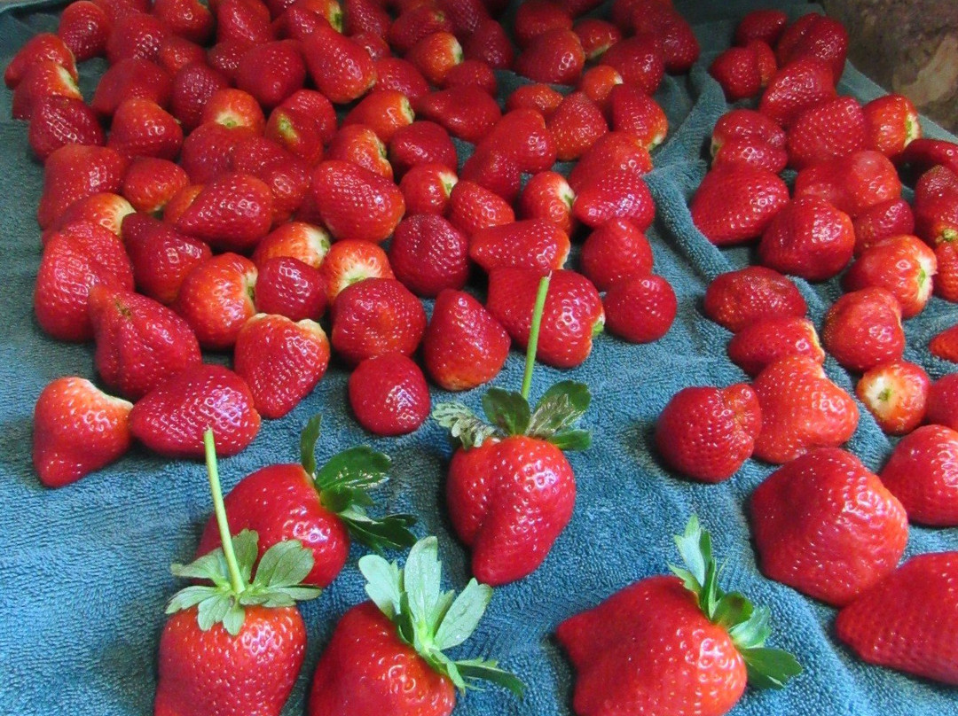 Back Road Berries-Oxford必去景点