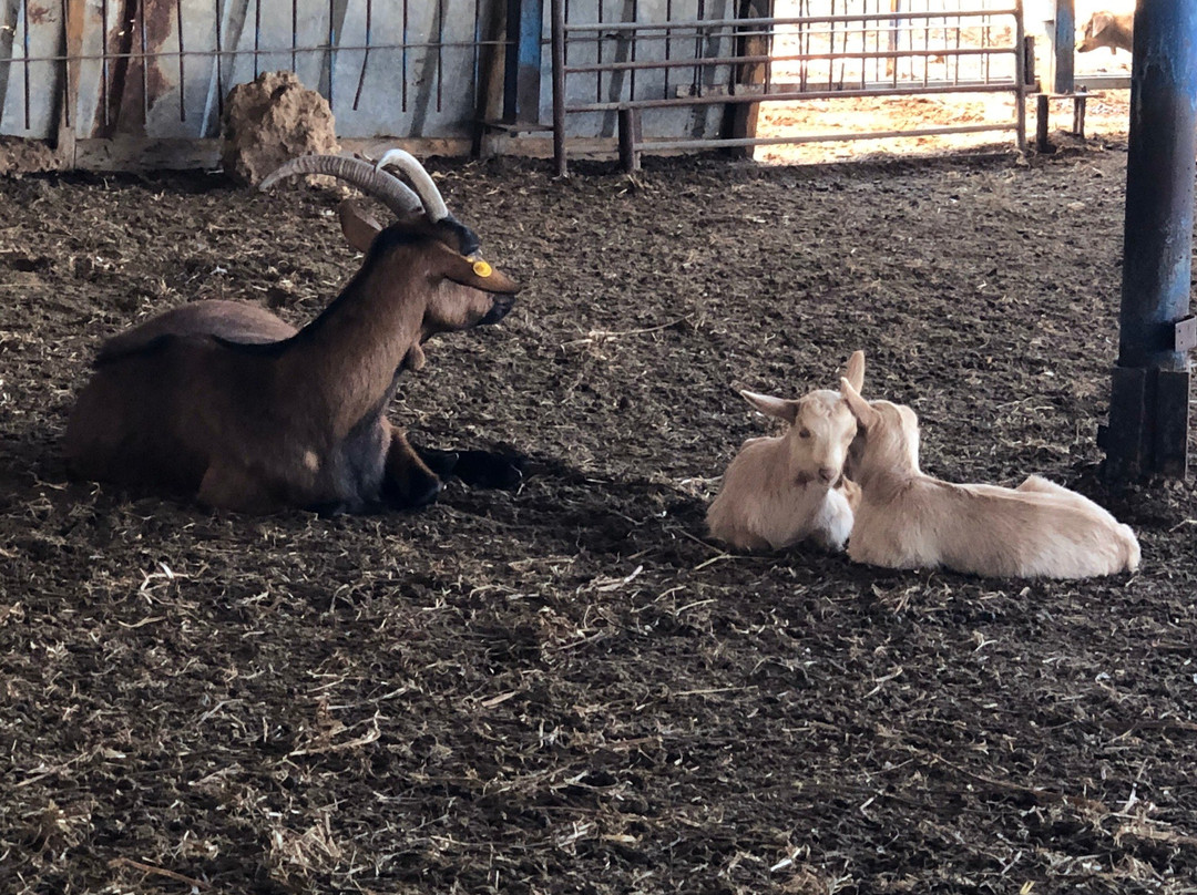 Iza Pziza Dairy-Tal Shahar必去景点