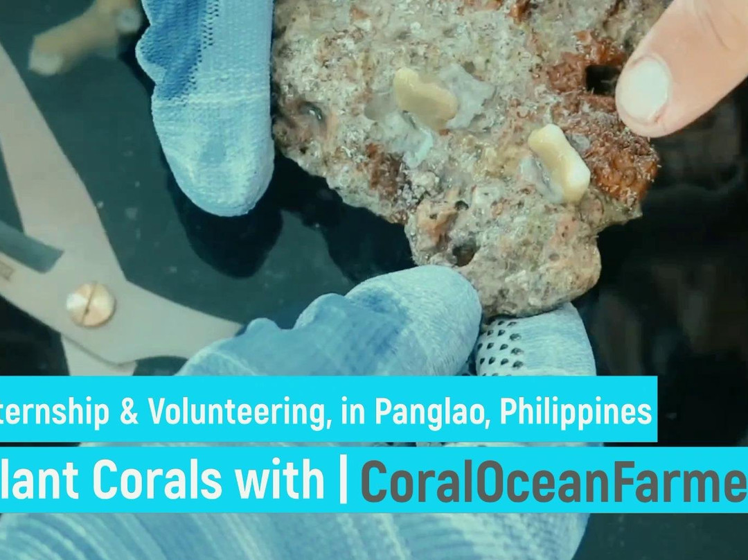 Coral Ocean Farmers internship / volunteering-Panglao必去景点