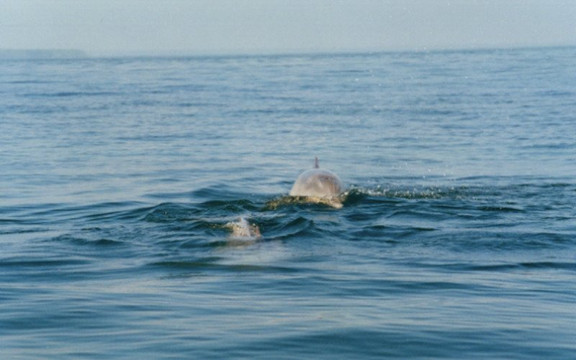 Baia dos Golfinhos-Guaraquecaba必去景点