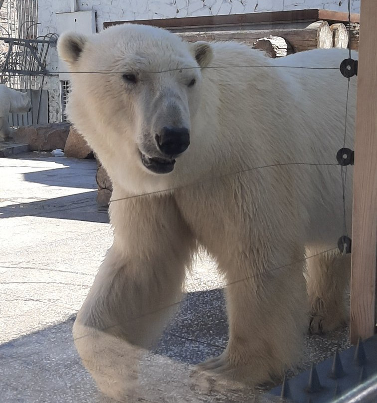 Chelyabinsk Zoo-车里雅宾斯克必去景点