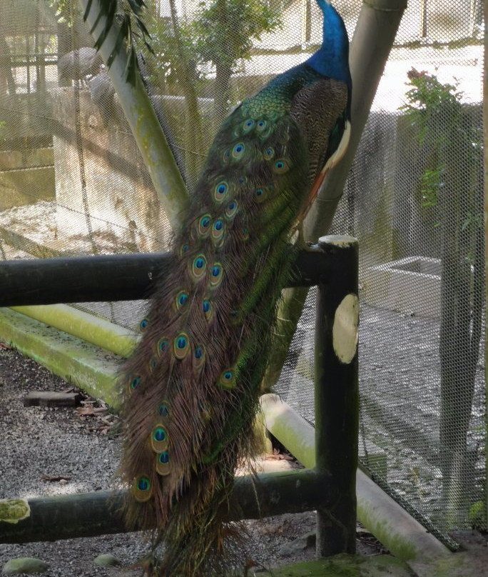 Labuan Bird Park-纳闽必去景点