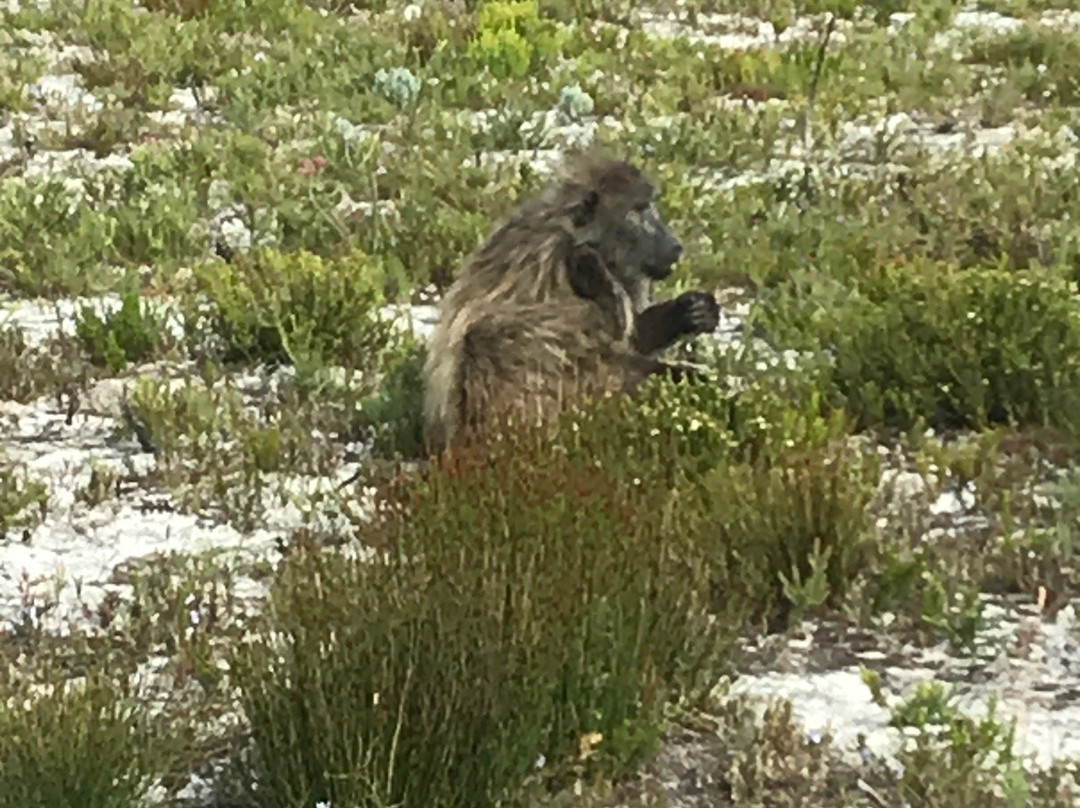 Olifantsbos Beach-Cape Point必去景点