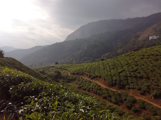 Grace Inn Homestay Munnar主图