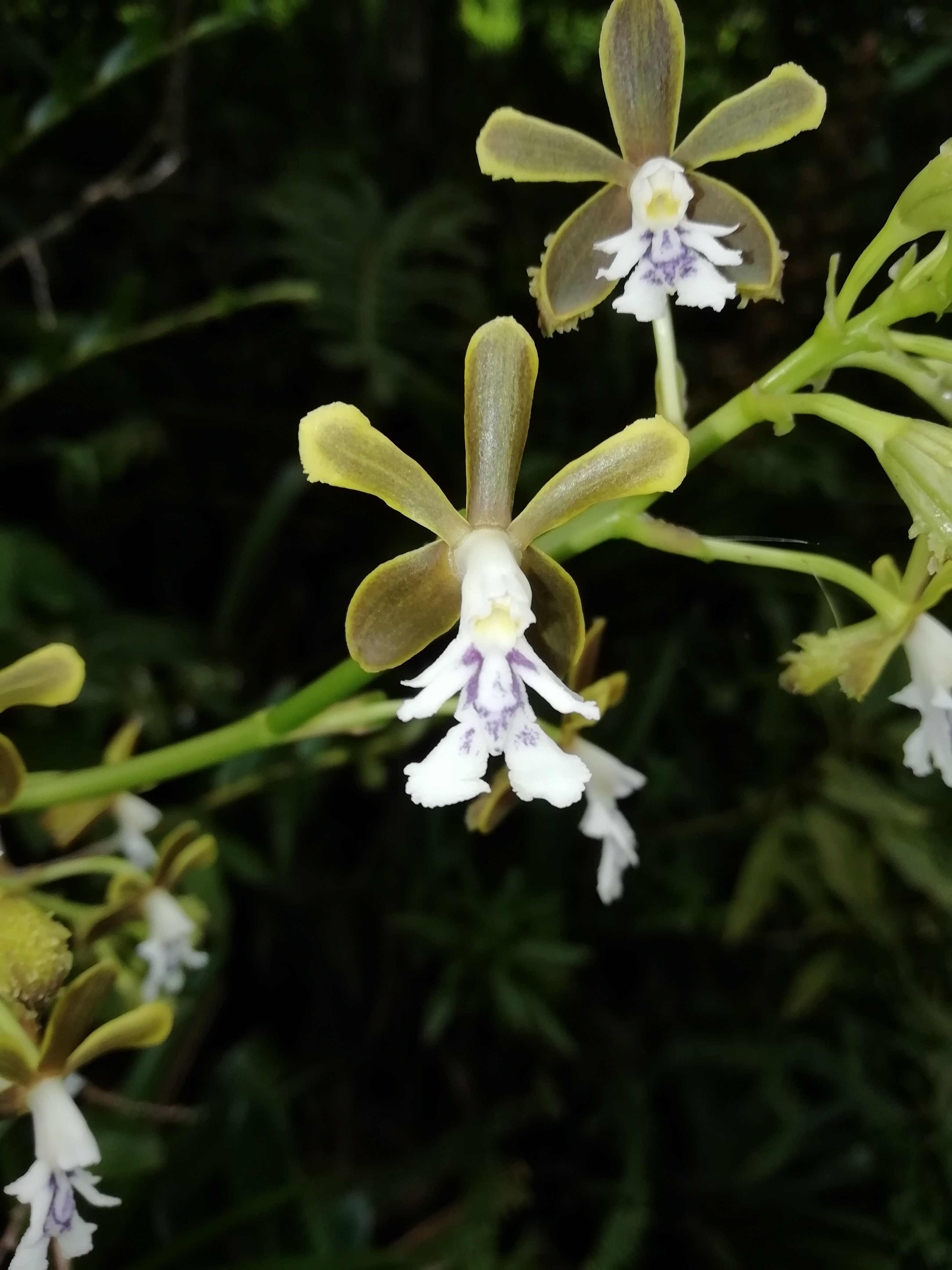 Boquete Tree Trek Mountain Resort-官方