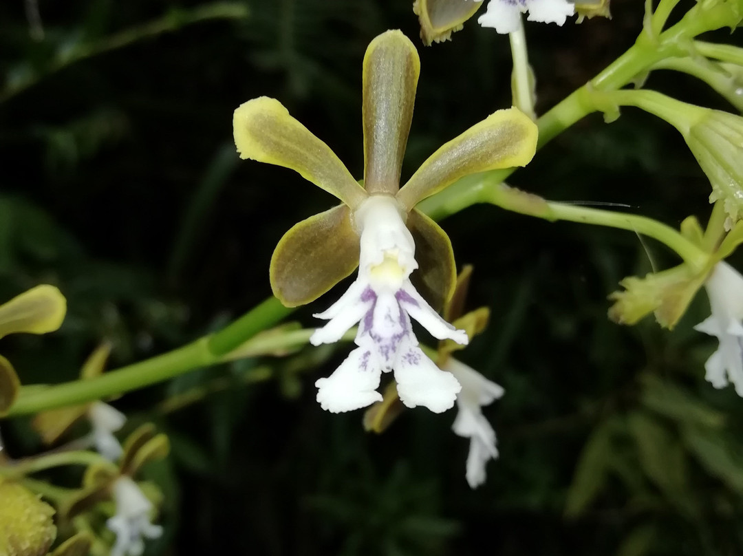 Boquete Tree Trek Mountain Resort主图