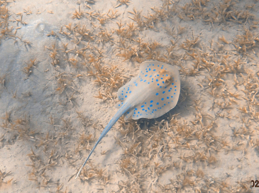 SUBEX El Quseir-艾尔可西利亚必去景点