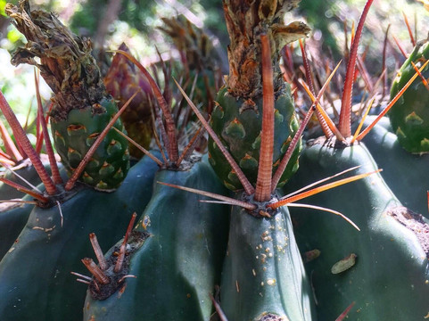 Cactus Sanctuary-El Triunfo必去景点